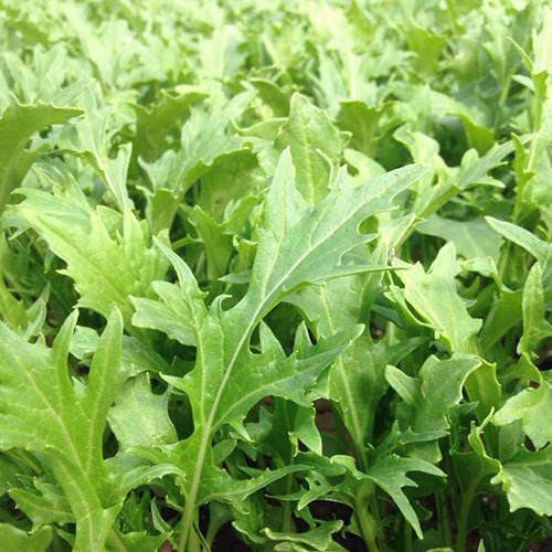 Mizuna - Fairbanks Seeds