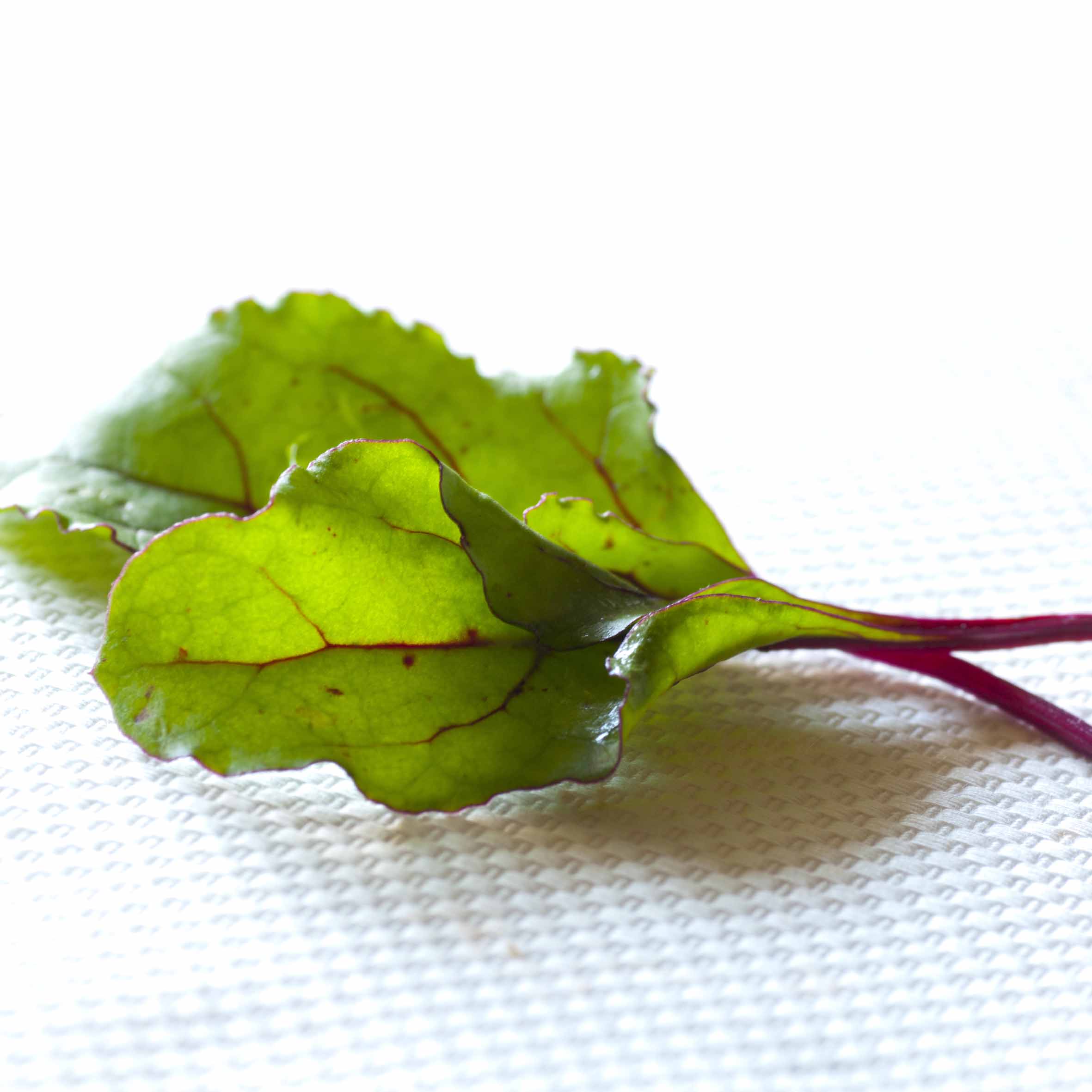 Beet leaf Fairbanks Seeds