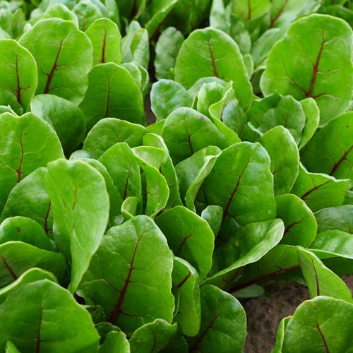 Chard - Excel F1 - Fairbanks Seeds