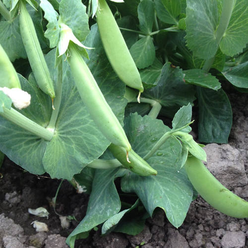 Snap Pea Cascadia Fairbanks Seeds