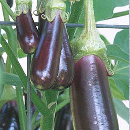 Eggplant Little Fingers Fairbanks Seeds