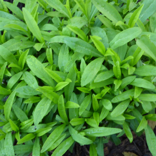 Mexican Tarragon Seeds Fairbanks Seeds