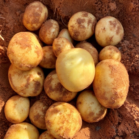 Potato Seeds - Fairbanks Seeds Australia