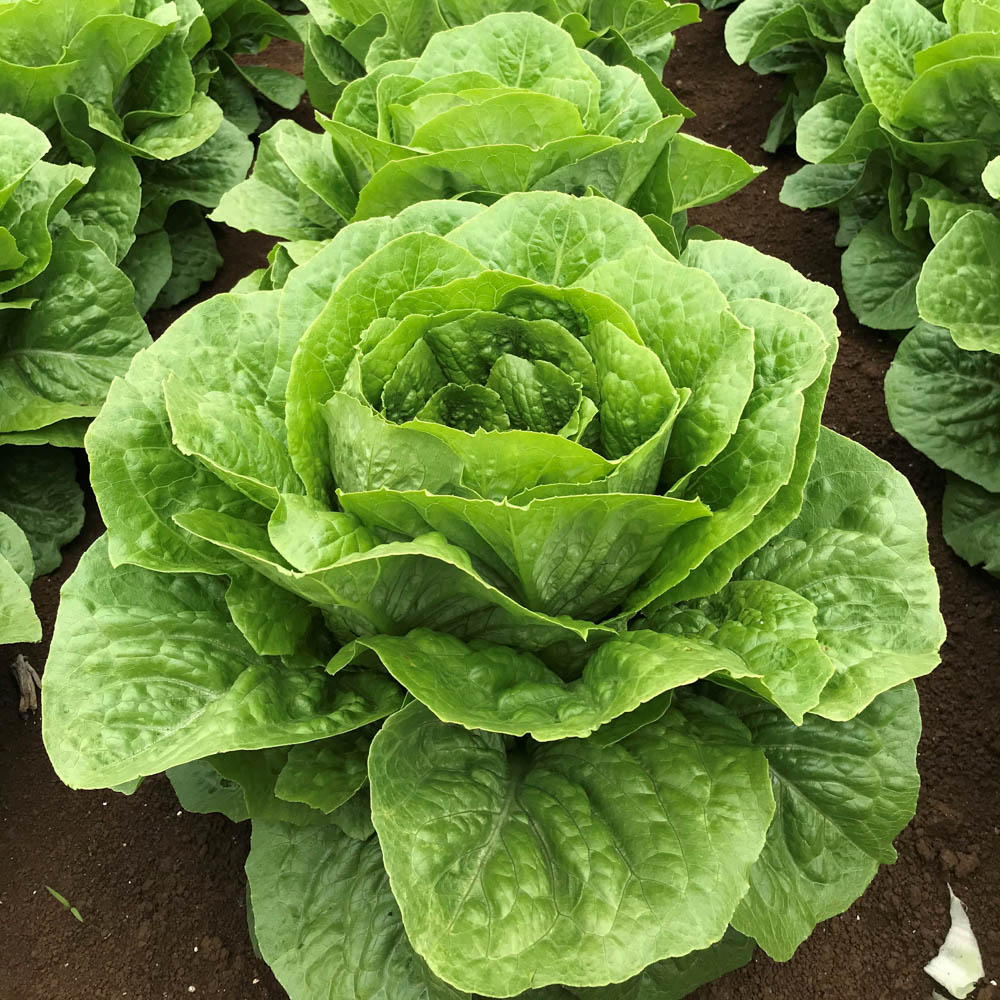Cauliflower Clementine F1 – Fairbanks Seeds