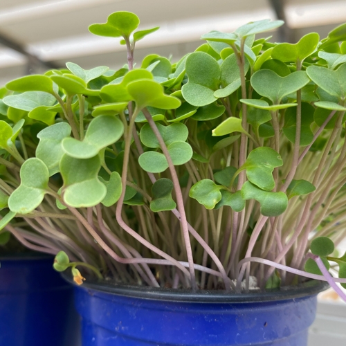 Sprouting Broccoli Seeds – Fairbanks Seeds