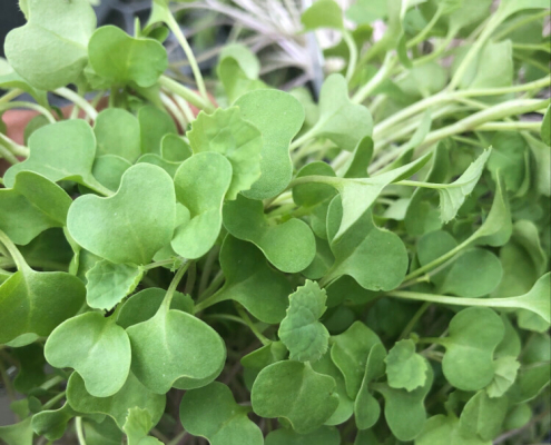 Sprouting Broccoli Seeds β Fairbanks Seeds