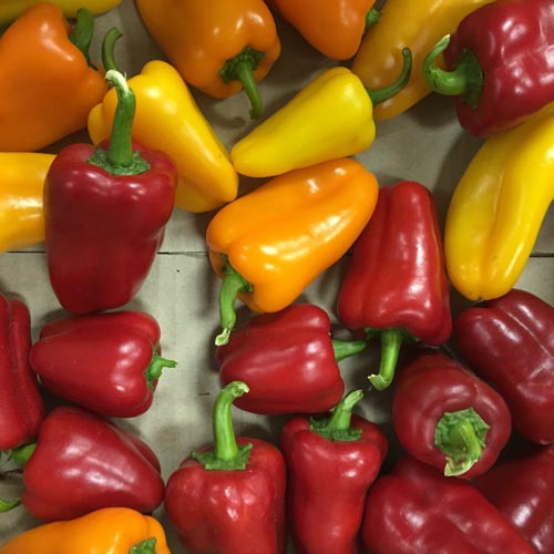 Yellow Mini Snacking Capsicum - Groote F1 - Fairbanks Seeds