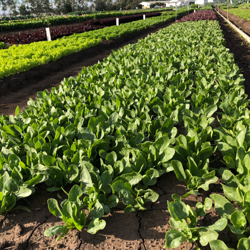 Spinach El Giga F1 Seeds Fairbanks Seeds