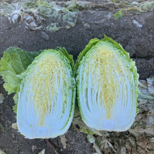 Chinese Cabbage - Annie F1