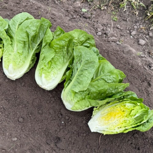 Aspirina - Cos Lettuce