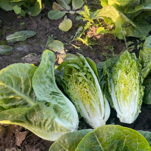 Aspirina - Cos Lettuce