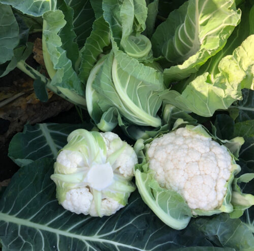 Cauliflower - Koten F1