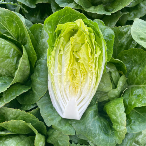 Valerina - Cos Lettuce