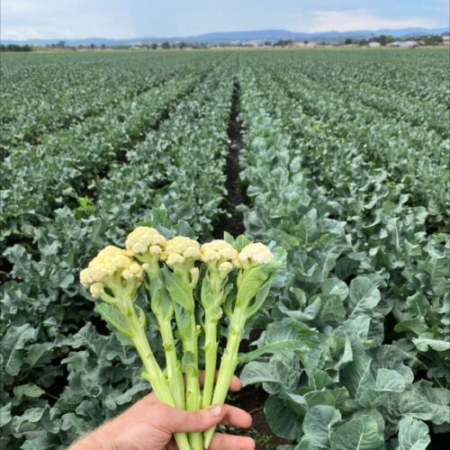 Cauliflower Bunching - Icestem F1