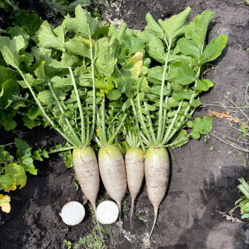 Daikon Radish - Alpine F1