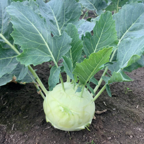 Kohlrabi - Fonda F1