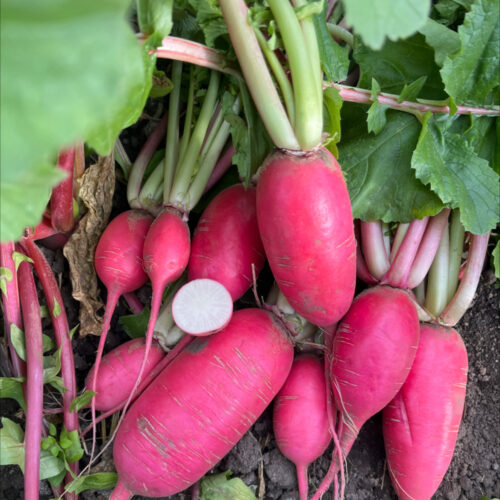 Specialty Daikon Radish - Red King 2 F1