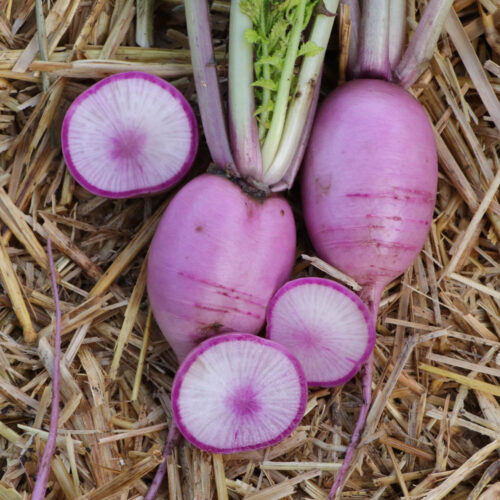 Specialty Daikon Radish - Bravo 2 F1