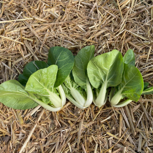 Pak Choi - Baby Bok F1