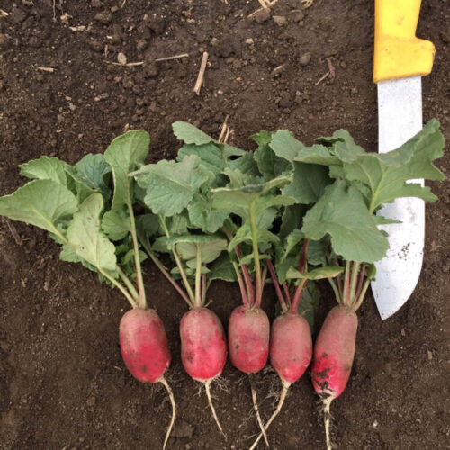 Radish - French Breakfast