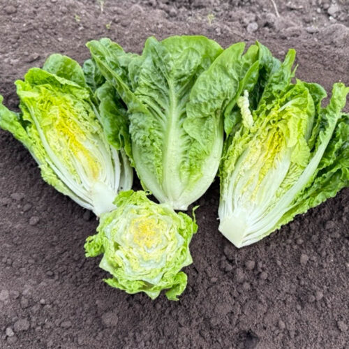 Amorugo - Cos Lettuce