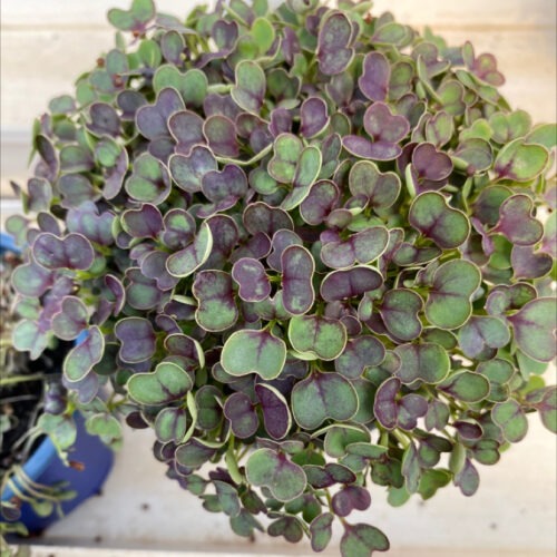 Tatsoi - Purple Heart