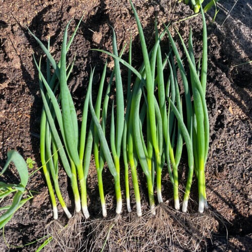 Haru F1 - Spring Onion