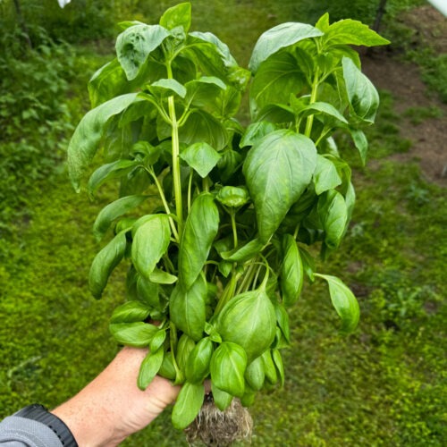 Basil - Noga Prospera F1