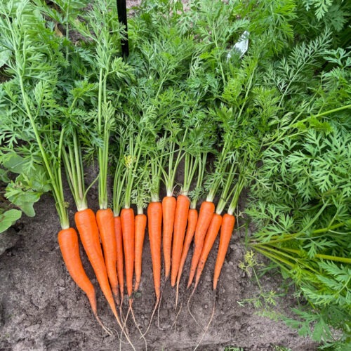 Carrot - Newkum F1