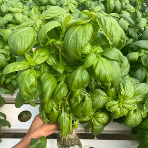 Basil - Mia Prospera F1