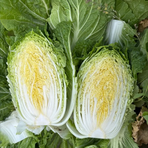 Chinese Cabbage - Belle F1