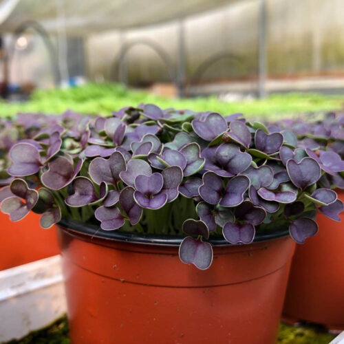 Tatsoi - Viola F1