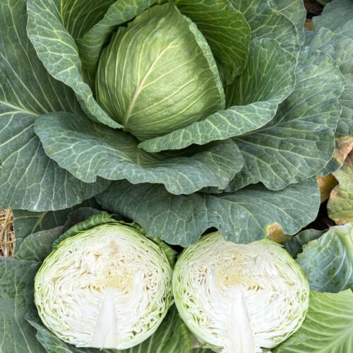 Cabbage - Gloria Star F1