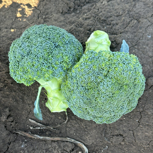 Broccoli - Kingy F1