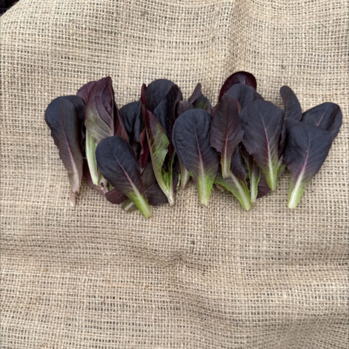 Lassie - Baby Leaf Lettuce