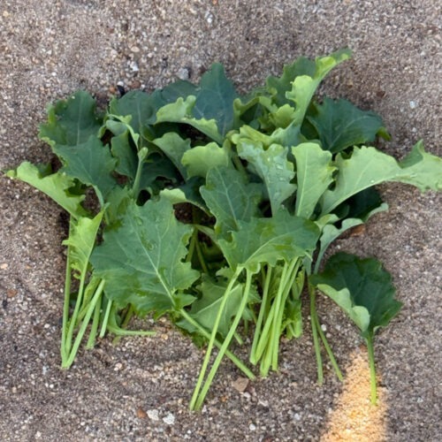 Kale - Baby Frills F1