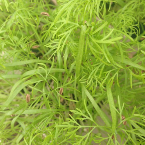 Titanic Florence - Sprouting Fennel