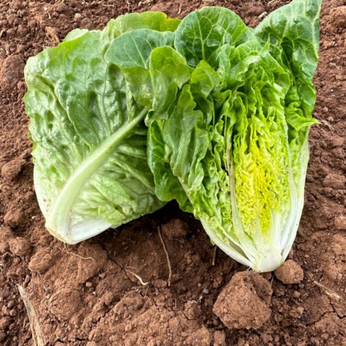 Konzugo - Cos Lettuce