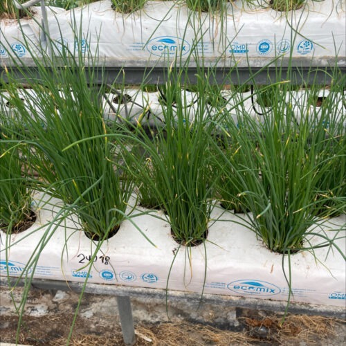 Chives - Revel