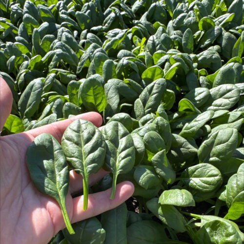 El Capoeira F1 - Spinach