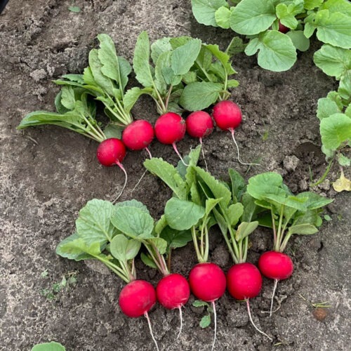 Radish - Solaris F1