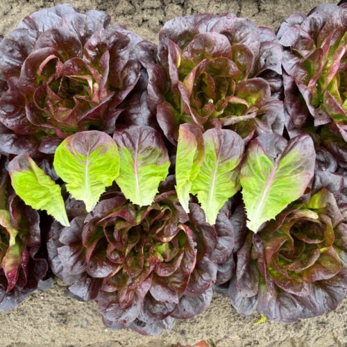 Gregorio - Multileaf Lettuce