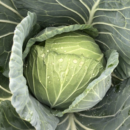 Cabbage - Intello F1