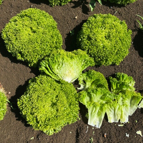 Lollopio - Multileaf Lettuce