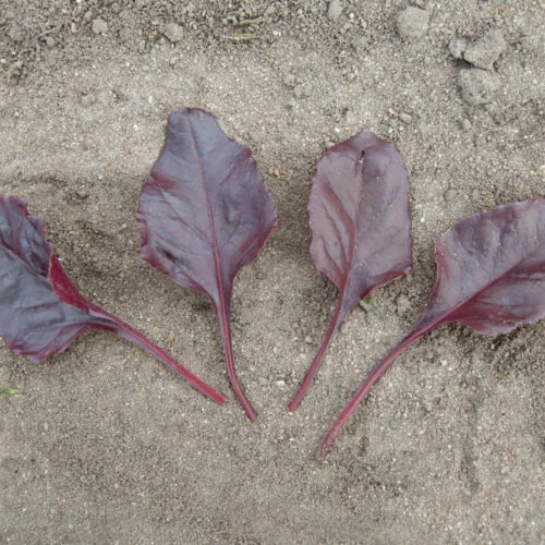 Beet Leaf - True Blood