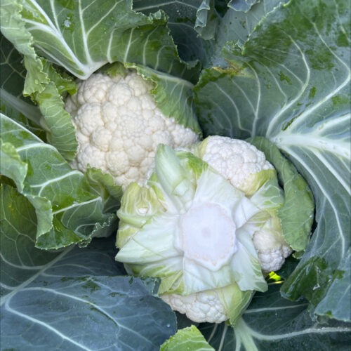Cauliflower - Clasic F1