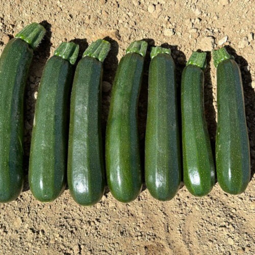 Zucchini - Cronos F1
