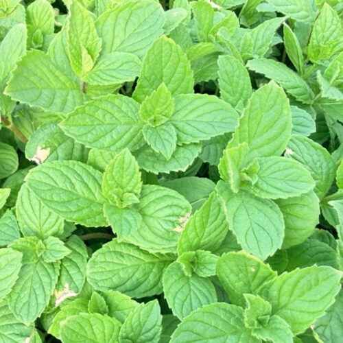 Mint - Spearmint