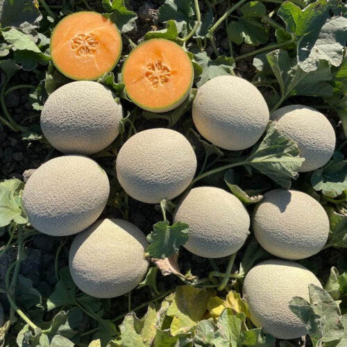 Rockmelon - MER26107