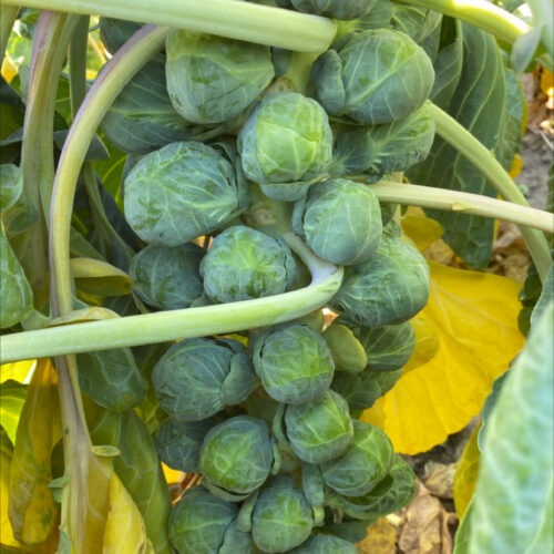 Brussels Sprouts -  Marcantus F1